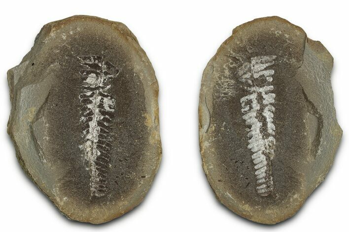 Fossil Fern (Pecopteris?) Nodule Pos/Neg - Mazon Creek #331740